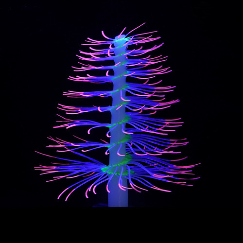 SH011 Christmas Tree Coral