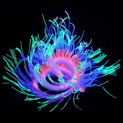 SH020 Versatile Anemone