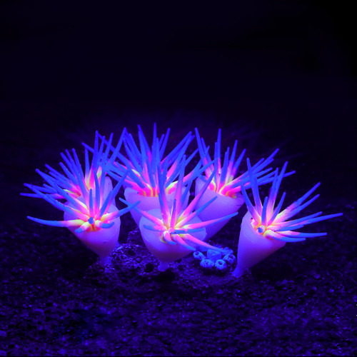 SH052 Seven Sea Anemones