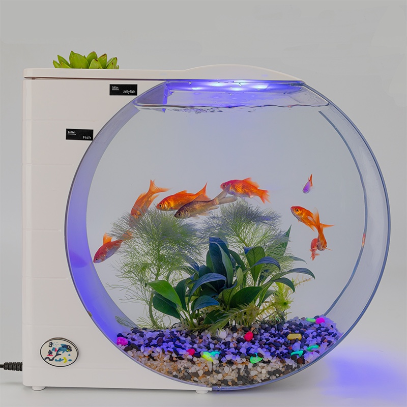 水母缸实拍：金鱼与水草造景