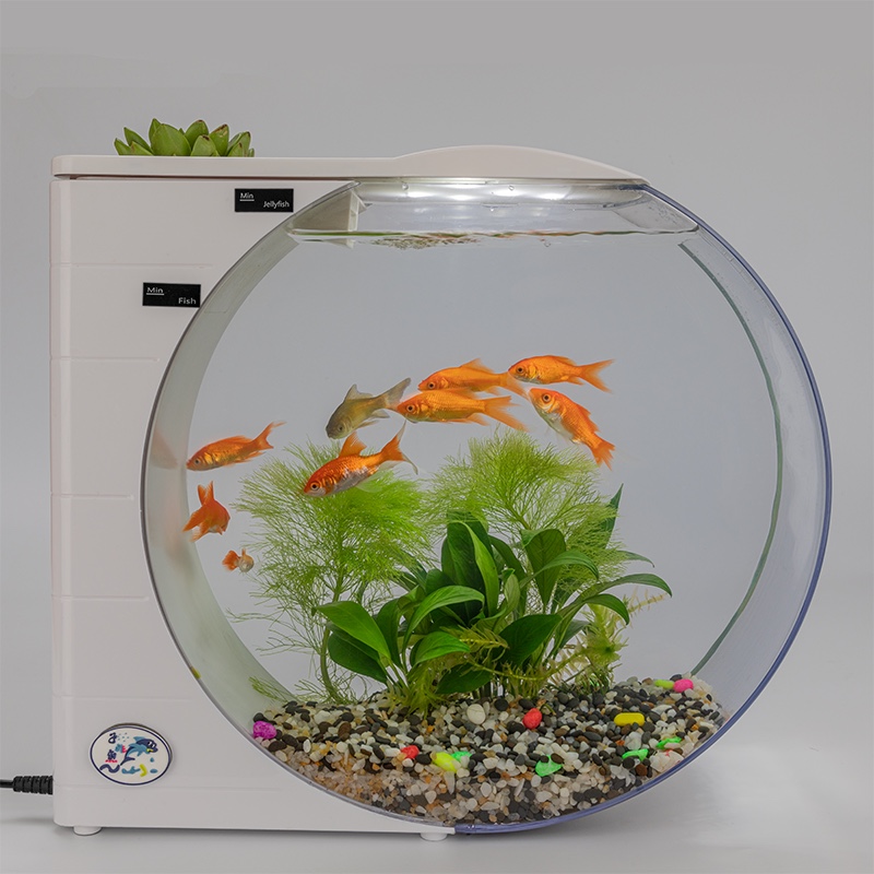 水母缸实拍：金鱼游动