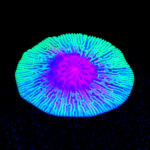 SH055 Mushroom Coral